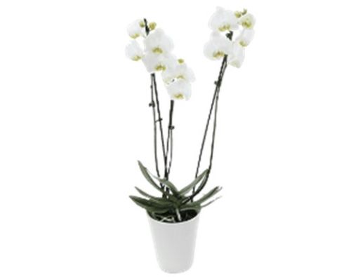 Imagen de ORQUIDEA CB PHALAENOPSIS SUPERIOR 1.00 UND